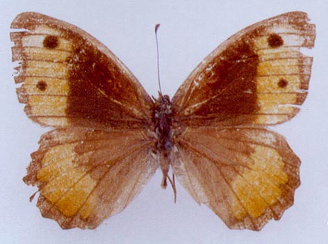 Pseudochazara kopetdaghi, holotype, color image