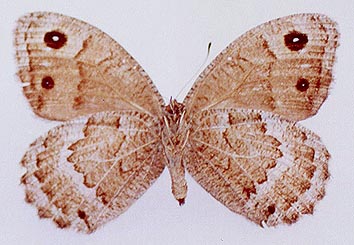 Satyrus ferula liupiuschani, color image