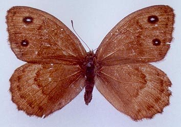 Satyrus ferula liupiuschani, color image