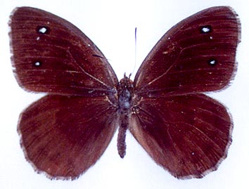 Satyrus ferula liupiuschani, color image