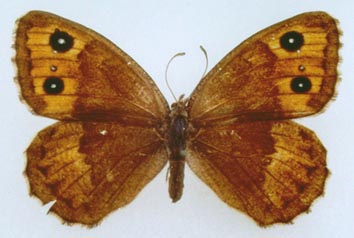 Satyrus ferula medvedevi, color image