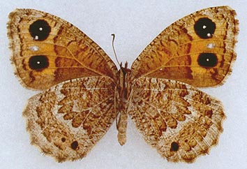 Satyrus ferula medvedevi, color image