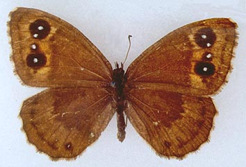 Satyrus ferula medvedevi, color image