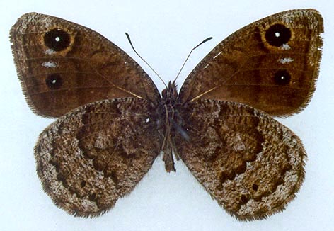 Satyruss ferula medvedevi, holotype, color image