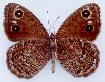 Satyrus ferula medvedevi, color image