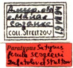 Male paratype labels, color image