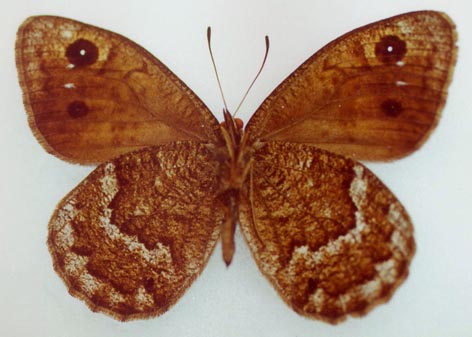 Satyrus ferula sergeevi, male paratype, color image