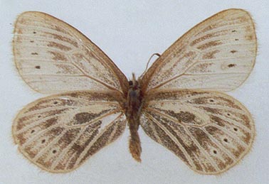 Triphysa nervosa sacha, color image