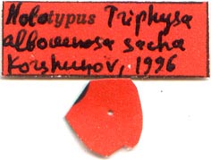 Holotype labels, color image