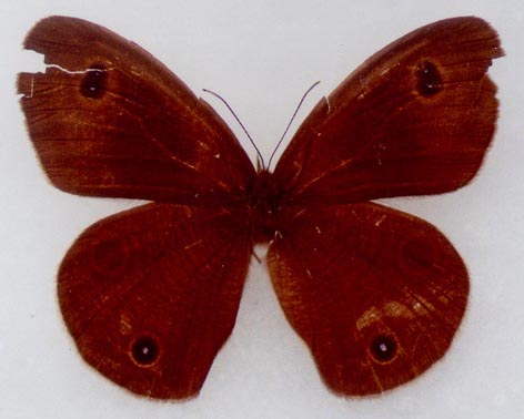 Ypthima multistriata koreana, holotype, color image