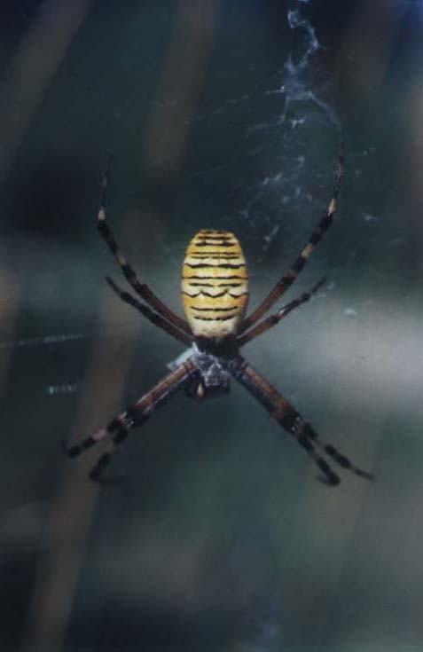 Argiope bruennichi, image in nature