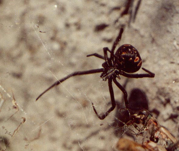 Latrodectus tredecimguttatus, color image