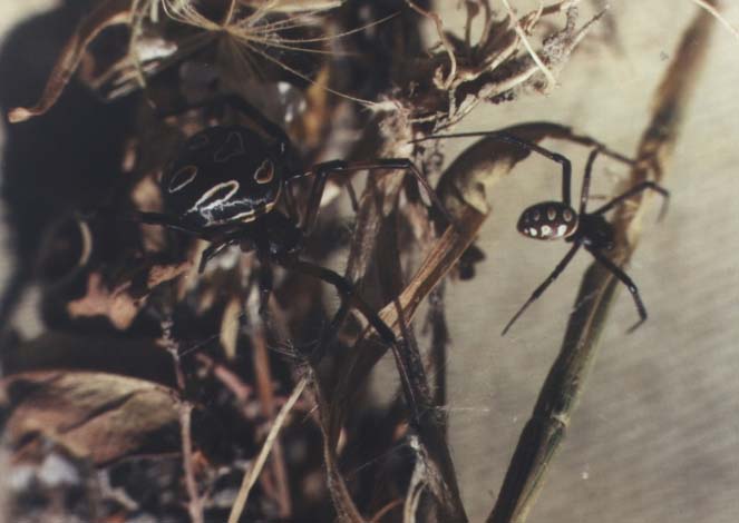 Latrodectus tredecimguttatus, color image