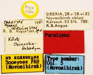 Paratype labels, color image