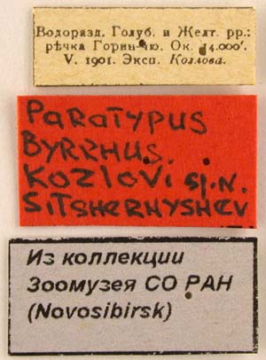 Paratype labels, color image