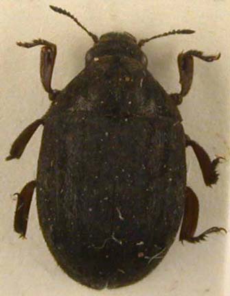 Byrrhus markamensis, male, paratype, color image