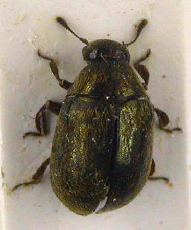 Morychus tibetanicus, paratype, color image