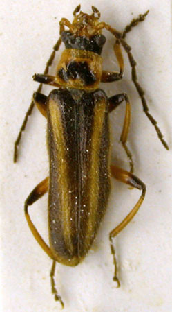 Athemellus striatus, paratype, color image