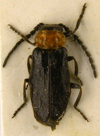 Crudosilis lomakini, holotype, color image