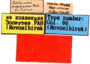 Syntype labels, color image