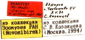 Paratype label, color image