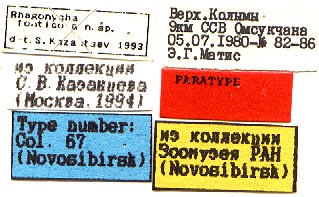 Paratype labels, color image