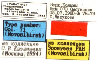 Paratype labels, color image