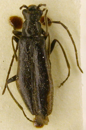 Rhagonycha pacifica, paratype, color image