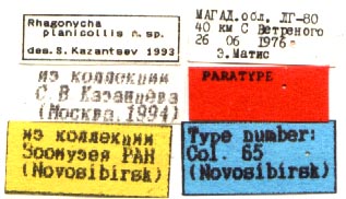 Paratype labels, color image