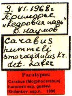 Paratype labels, color image