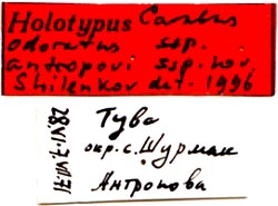 Holotype labels, color image