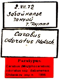 Paratype labels, color image