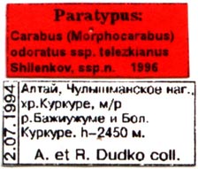 Paratype labels, color image