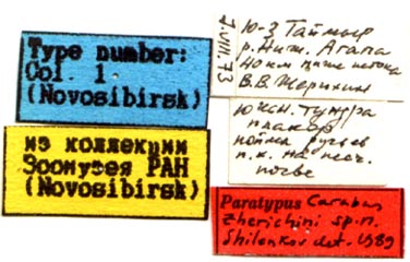 Paratype labels, color image