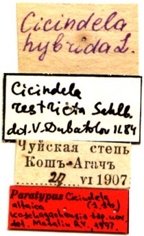 Paratype labels, color image