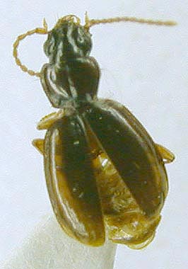 Trechus seserligensis, holotype, color image