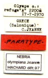 Paratype labels, color image