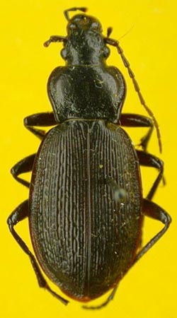 Carabus (Morphocarabus) aeruginosiformis microputus, paratype, color image