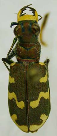 Cicindela altaica koschagachensis, paratype, color image