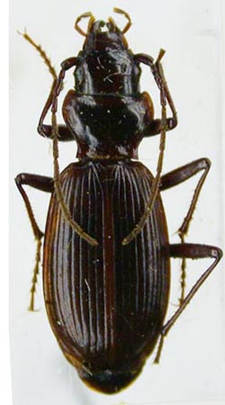 Nebria olympiana, paratype, color image