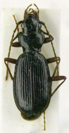 Nebria sajana sajana, paratype, color image