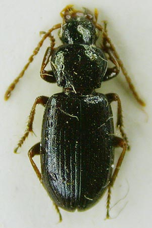 Ophonus hystrix altaiensis, paratype, color image