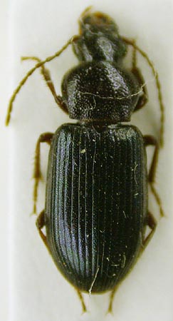 Ophonus hystrix kamenskii, paratype, color image