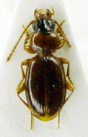 Trechus pulvinipenis pulvinipenis, paratype, color image