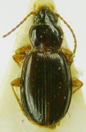 Trechus shilenkovi, paratype, color image