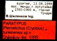 Paratype labels, color image