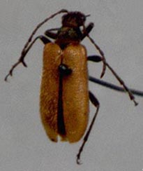 Cortodera ussuriensis, holotype, color image