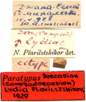 Paratype labels, color image