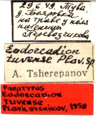 Paratype labels, color image