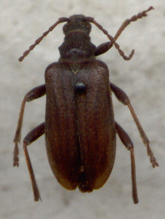 Evodinus eurinensis, holotype, dorsal view, color image